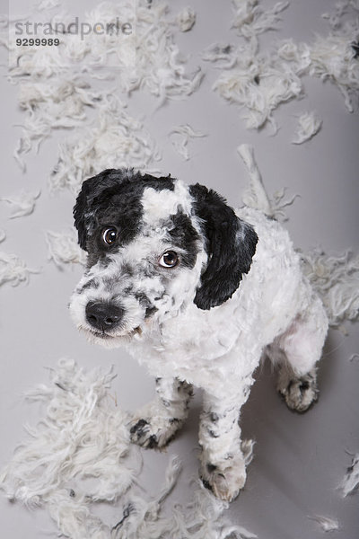 Ein portugiesischer Wasserhund  der unsicher über sein frisch geschorenes Haar aussieht.