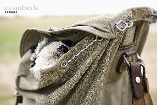 Ein portugiesischer Wasserhundekopf  der aus einem Rucksack guckt.