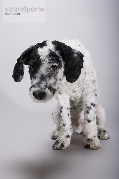 Ein schwarz-weißer portugiesischer Wasserhund mit einem schamhaft aufgehängten Kopf.