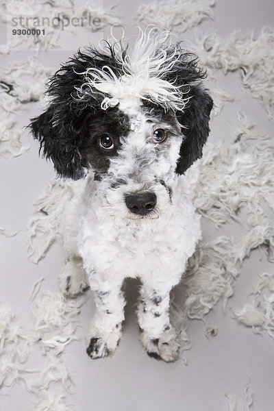 Ein portugiesischer Wasserhund  der unsicher über seine neue Frisur aussieht.