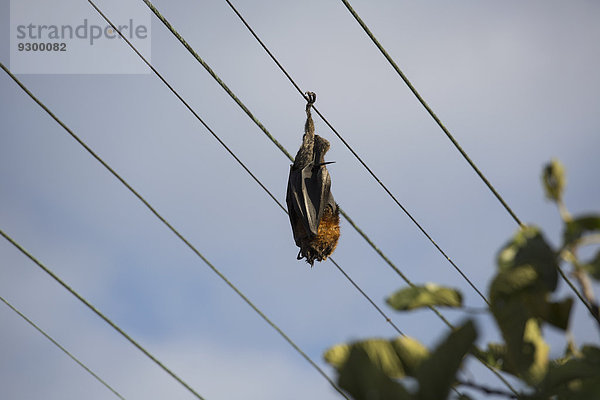 Niedriger Winkel der Fledermaus  die am Kabel gegen den Himmel schläft.