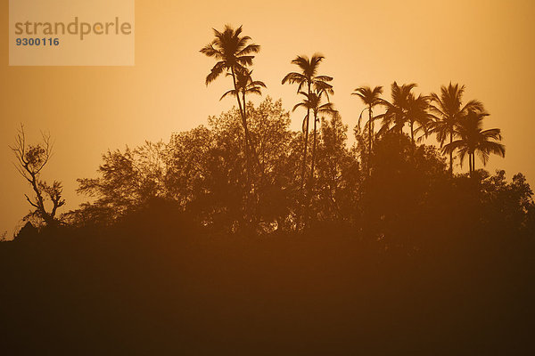 Silhouettenbäume gegen den klaren Himmel bei Sonnenuntergang