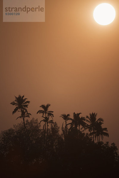 Ruhiger Blick auf Silhouettenbäume gegen den klaren Himmel bei Sonnenuntergang
