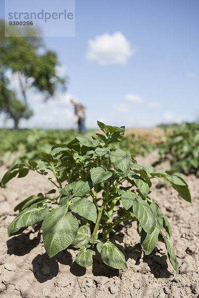 Nahaufnahme der Pflanze im Gemeinschaftsgarten mit Gartenarbeit im Hintergrund