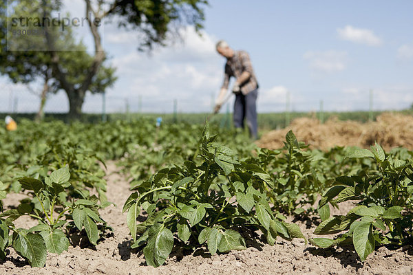 Mann arbeitet im Gemeinschaftsgarten