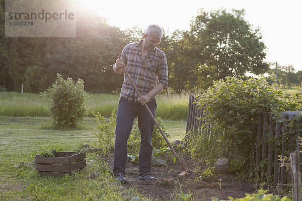 Erwachsener Mann  der im Gemeinschaftsgarten arbeitet