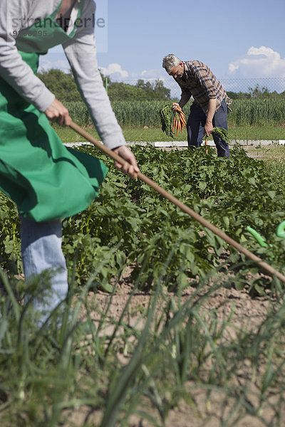 Reife Paare arbeiten im Gemeinschaftsgarten