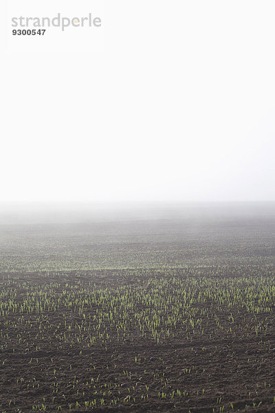Blick auf das landwirtschaftliche Feld bei Nebelwetter gegen klaren Himmel