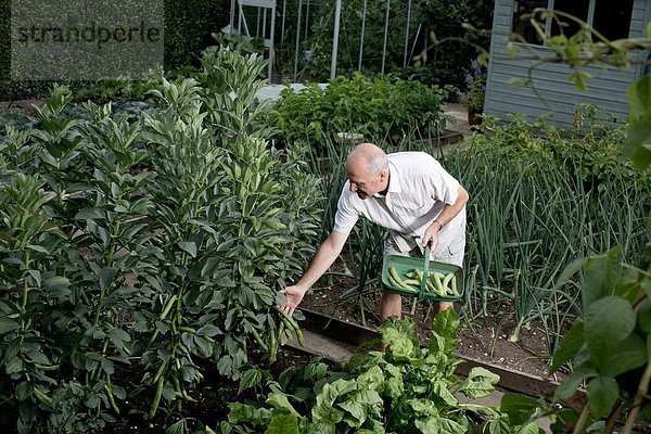 Senior Mann bei der Auswahl von Gemüse für die Ernte im Gemüsegarten