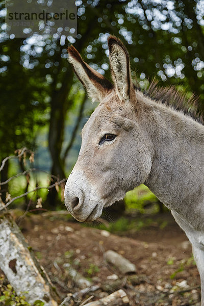 Esel im Wald  Le Saucet  Bretonvillers  Franche-Comte  Frankreich  Europa