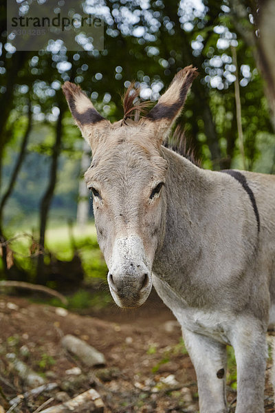 Esel im Wald  Le Saucet  Bretonvillers  Franche-Comte  Frankreich  Europa