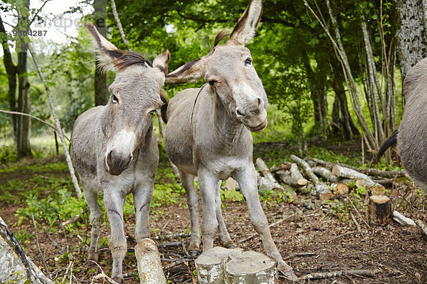 Zwei Esel im Wald  Le Saucet  Bretonvillers  Franche-Comte  Frankreich  Europa