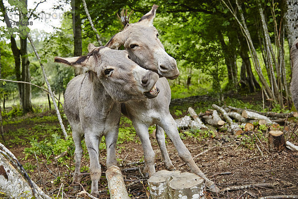 Zwei Esel im Wald  Le Saucet  Bretonvillers  Franche-Comte  Frankreich  Europa