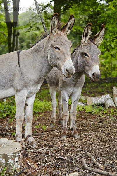 Zwei Esel im Wald  Le Saucet  Bretonvillers  Franche-Comte  Frankreich  Europa