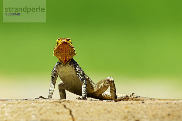 Felsenagame (Agama planiceps)  Namibia