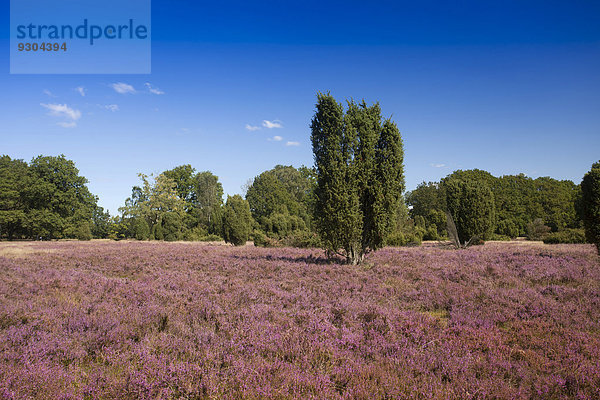 Landschaft mit blühender Heide (Calluna vulgaris) und Wacholder  Naturpark Lüneburger Heide bei Undeloh  Niedersachsen  Deutschland