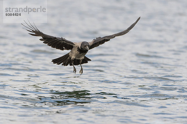 Nebelkrähe (Corvus corone cornix) jagt nach Fischen auf einem See  Mecklenburg-Vorpommern  Deutschland