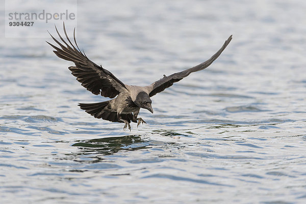 Nebelkrähe (Corvus corone cornix) jagt nach Fischen auf einem See  Mecklenburg-Vorpommern  Deutschland