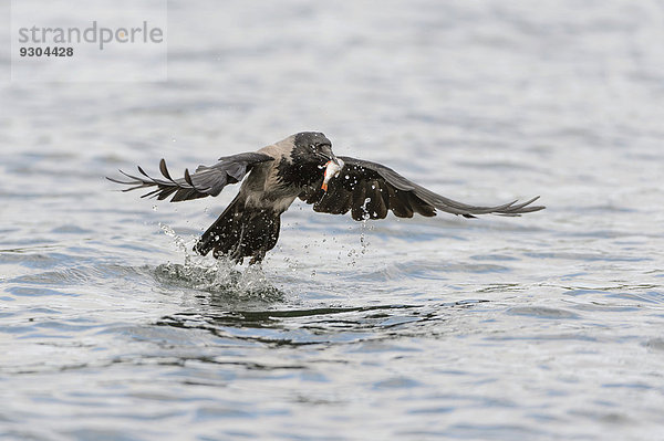 Nebelkrähe (Corvus corone cornix) erbeutet einen Fisch aus einem See  Mecklenburg-Vorpommern  Deutschland
