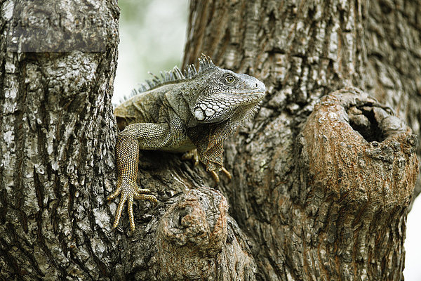 Grüner Leguan (Iguana iguana)  ausgewachsenes Tier  sitzt auf einem Baum  Guayaquil  Provinz Guayas  Ecuador