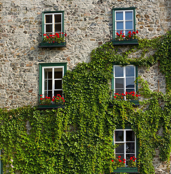 bedecken Stein Fenster Wohnhaus Kletterpflanze Kanada Quebec Quebec City