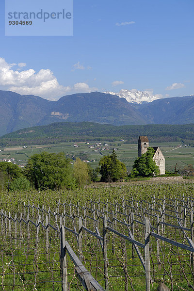 Weinanbau an der Schlosskirche zum Hl. Sebastian  Schloss Englar in Eppan an der Weinstraße  Überetsch  Südtirol  Italien