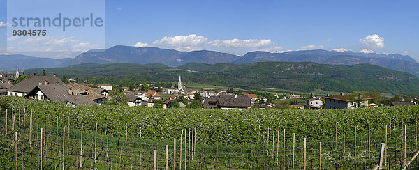 Weinstöcke  bei Kaltern an der Weinstraße  Überetsch  Südtirol  Italien
