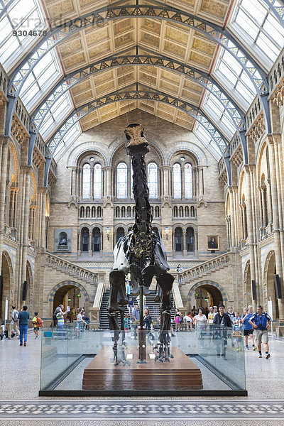 Große Eingangshalle mit Dinosaurier-Skelett  Natural History Museum oder Naturhistorisches Museum  Kensington  London  England  Großbritannien