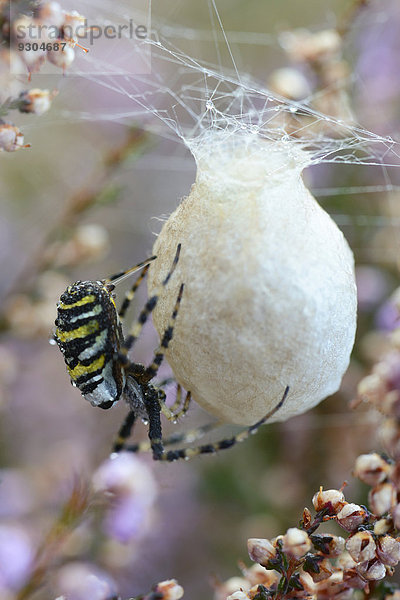 Wespenspinne (Argiope bruennichi)  Kokon spinnend  Emsland  Niedersachsen  Deutschland