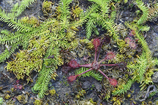 Sumpfbärlapp (Lycopodiella inundata) und Rundblättriger Sonnentau (Drosera rotundifolia)  Emsland  Niedersachsen  Deutschland
