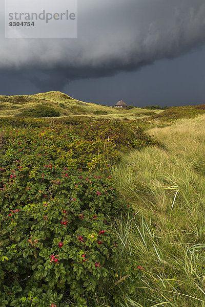 Dramatische Gewitterwolken über Dünenlandschaft  Henne Strand  Region Syddanmark  Dänemark