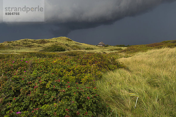 Dramatische Gewitterwolken über Dünenlandschaft  Henne Strand  Region Syddanmark  Dänemark