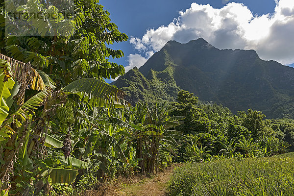 Bananenpflanzen  Mo'orea  Französisch-Polynesien