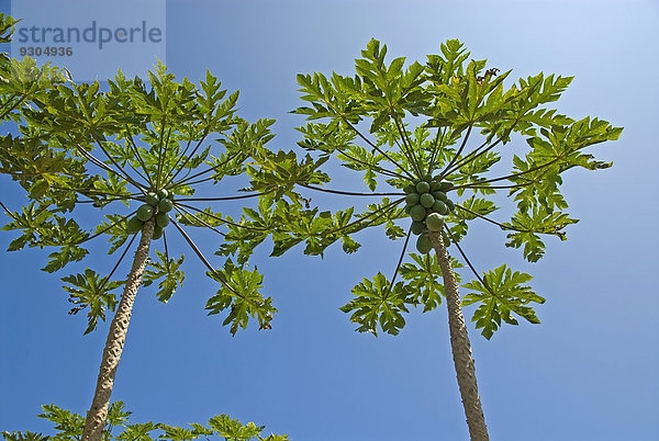 Papaya Bäume mit Früchten  Big Island  Hawaii  Polynesien