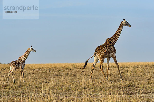 Giraffe (Giraffa camelopardalis) und Giraffenjunges  Masai Mara  Kenia