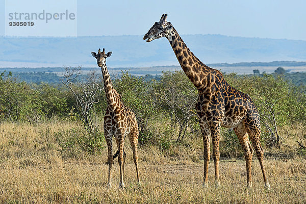Giraffen (Giraffa camelopardalis)  Masai Mara  Kenia