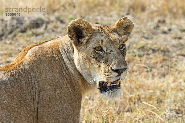Löwin (Panthera leo)  Masai Mara  Kenia