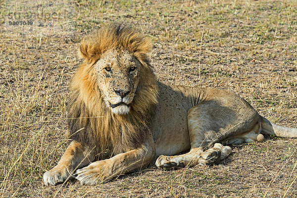 Löwe (Panthera leo)  Masai Mara  Kenia