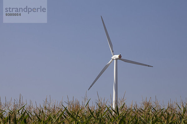 Mais Zuckermais Kukuruz Windturbine Windrad Windräder hinter Feld Deutschland Mais Ruhrgebiet Unna Nordrhein-Westfalen
