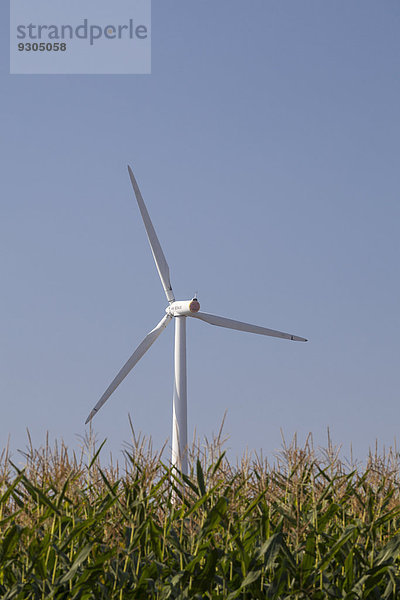 Mais Zuckermais Kukuruz Windturbine Windrad Windräder hinter Feld Deutschland Mais Ruhrgebiet Unna Nordrhein-Westfalen