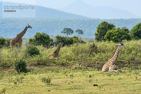 Giraffen (Giraffa camelopardalis)  Arusha  Tansania
