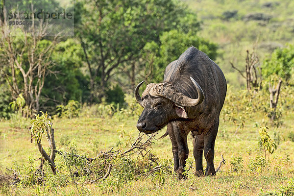 Kaffernbüffel (Syncerus caffer)  Arusha  Tansania