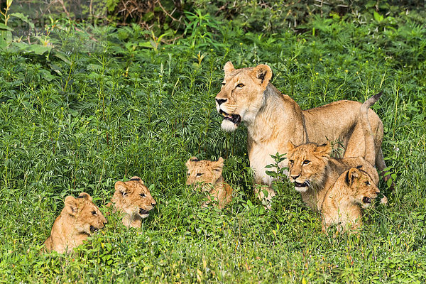 Löwin (Panthera leo) mit ihren Jungen  Ngorongoro Krater  Tansania