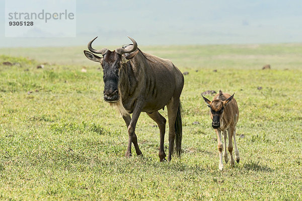 Streifengnu Kuh mit Kalb (Connochaetes taurinus)  Ngorongoro Krater  Tansania