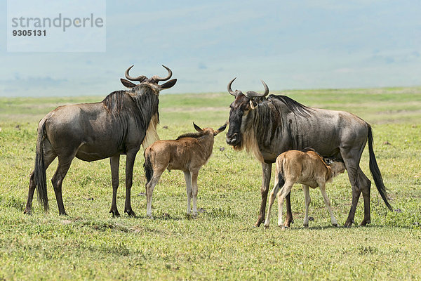 Streifengnu Kühe mit Kälbern (Connochaetes taurinus)  Ngorongoro Krater  Tansania