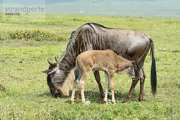 Streifengnu Kuh mit Kalb (Connochaetes taurinus)  Ngorongoro Krater  Tansania