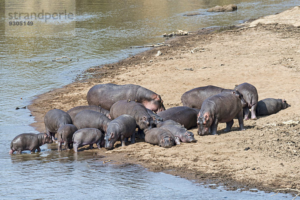 Nilpferde  Flusspferde (Hippopotamus amphibius)  Mara Fluss  Masai Mara  Kenia
