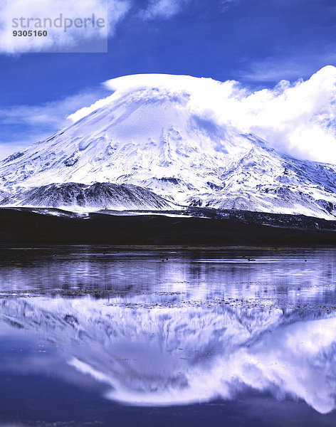 Vulkan Parinacota spiegelt sich im See Lago Chungara  Lauca-Nationalpark  Antofagasta  Chile