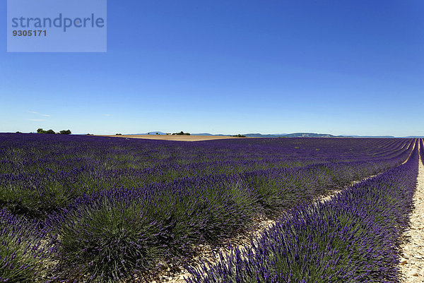 Lavendelfeld (Lavandula angustifolia)  Valensole  Département Alpes-de-Haute-Provence  Provence-Alpes-Côte d'Azur  Frankreich
