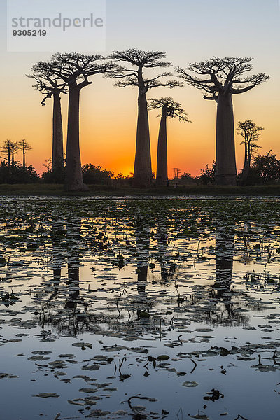 Affenbrotbäume (Adansonia grandidieri) spiegeln sich im Wasser bei Sonnenuntergang  Morondava  Provinz Toliara  Madagaskar